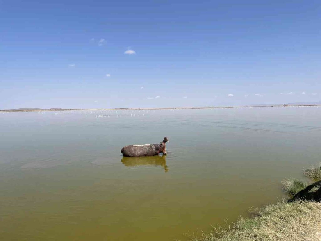Days Kenya Safari: 8 Nights Itinerary Including Amboseli, African Wildlife Experience