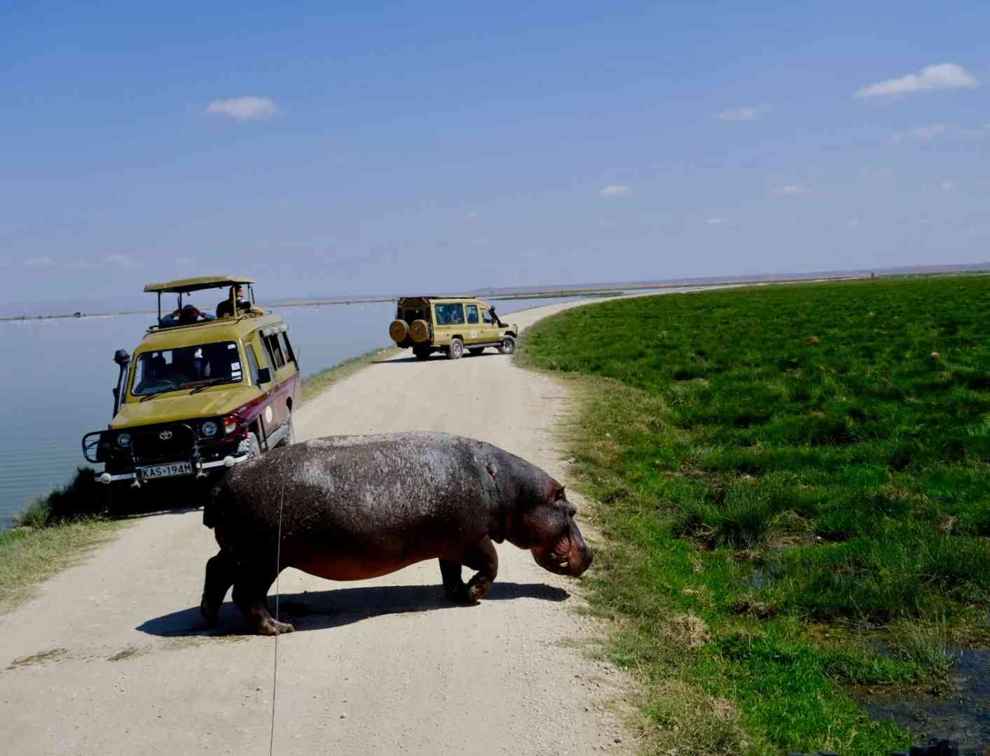 Safari no Quênia: Itinerário de 8 Noites Incluindo Amboseli, Experiência com Vida Selvagem Africana