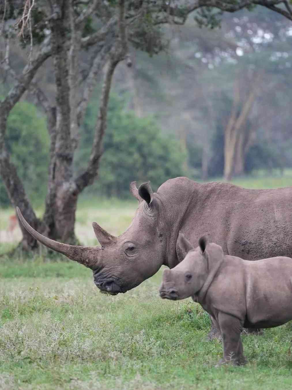 Days in Kenya: Discovering Unique and Authentic Cultural Experiences to Remember