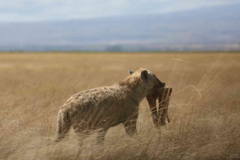 Entdecken Sie den Amboseli Nationalpark: Kenias Elefantenparadies Safari Abenteuer