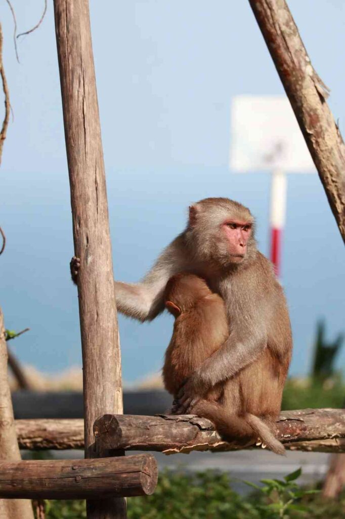 Découvrez Danang’s Fun : votre guide ultime pour manger, boire et vous divertir🌴