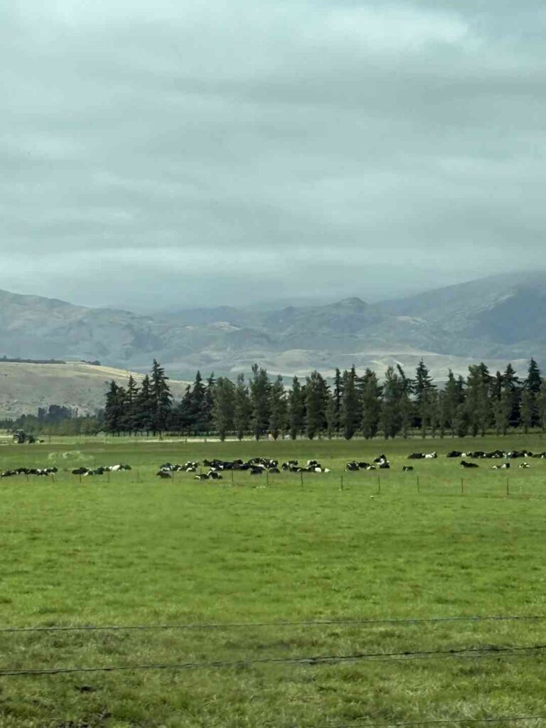 Descubra Dunedin Sand Bay: Guia definitivo para o diamante escondido da Nova Zelândia.