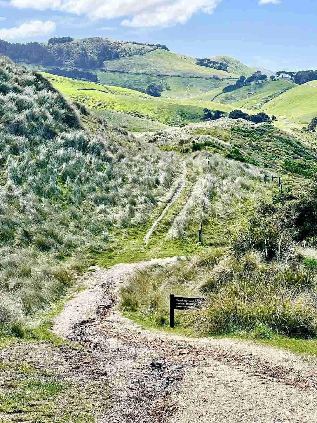 Discover Dunedin Sandfly Bay: New Zealand's Hidden Gem for Wildlife Lovers 🦭