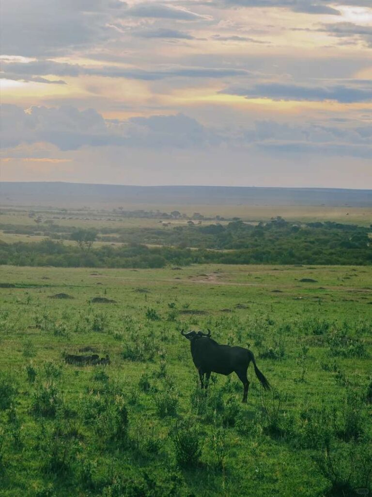 Discover Hakuna Matata: The Relaxed Lifestyle of Maasai Mara Wildlife & Safari Animals