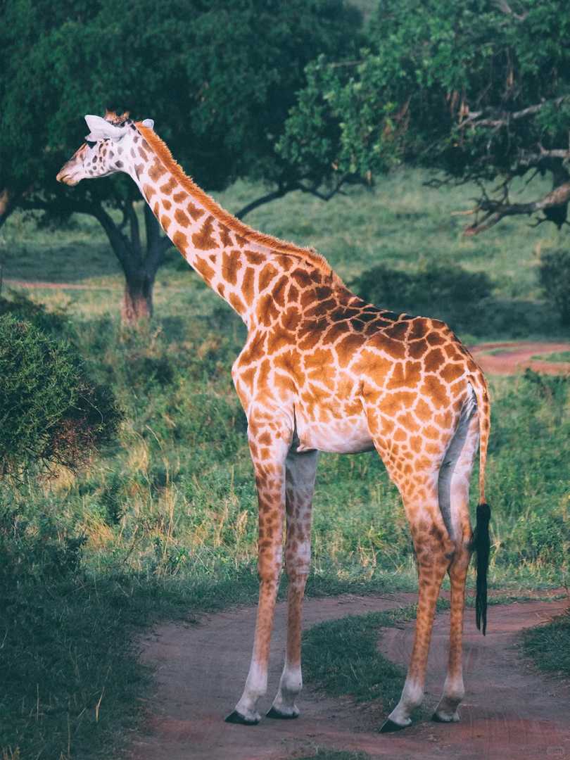 Discover Hakuna Matata: The Relaxed Lifestyle of Maasai Mara Wildlife & Safari Animals