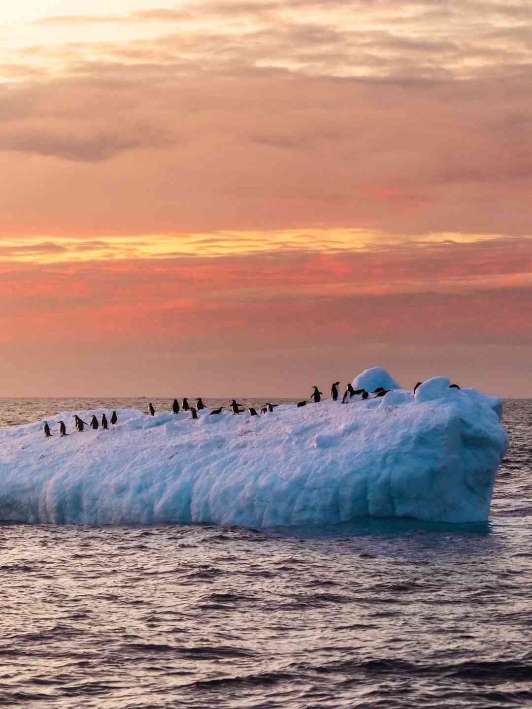 Discover How Just $50,000 Can Secure Your Antarctica Adventure with Major Transportation Included 🇦🇶