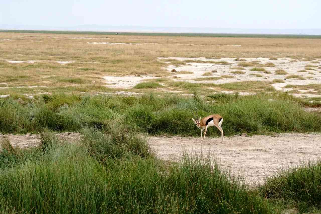 Discover Kenya: Day One Amboseli Safari Adventure & Wildlife Experience
