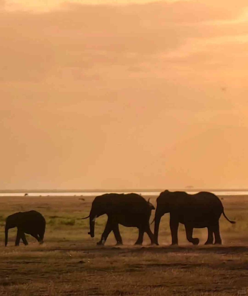 Entdecken Sie Kenia Tourismus: Erkunden Sie die Tierwelt und Schönheit des Amboseli National Reserve