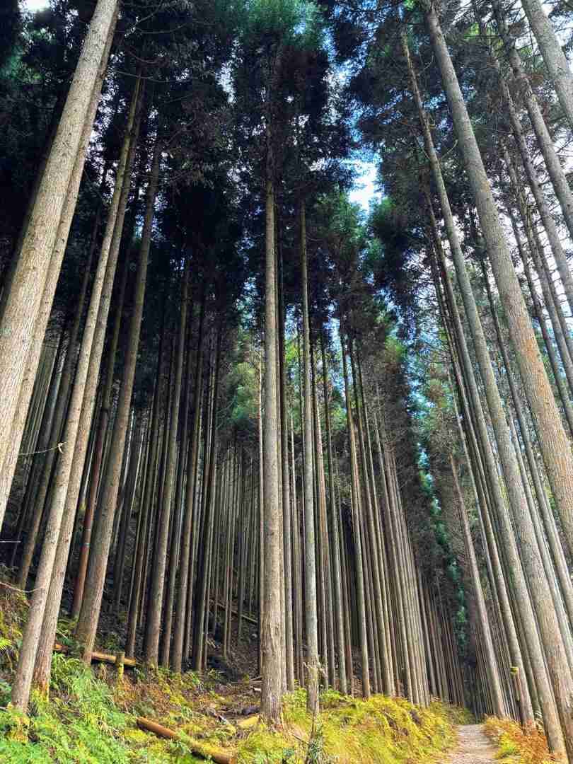 Discover Kyoto's Best Hiking Trails: Scenic Mountain Routes & Fresh Air Adventures