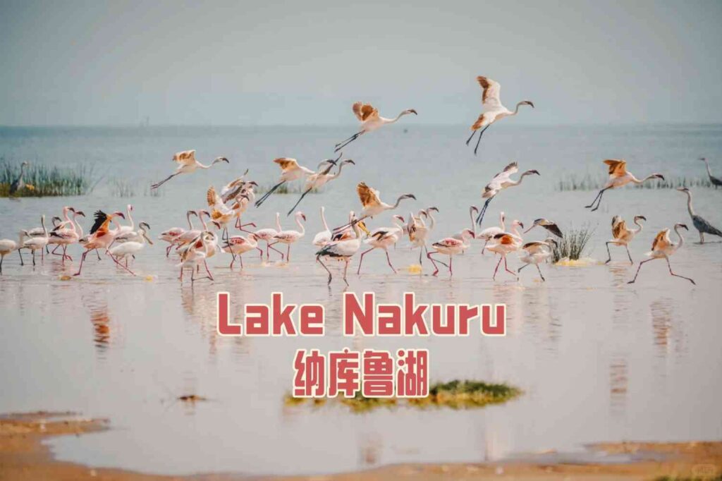 ナクル湖を発見：ケニアで見る世界最大の鳥のショー 🇰🇪