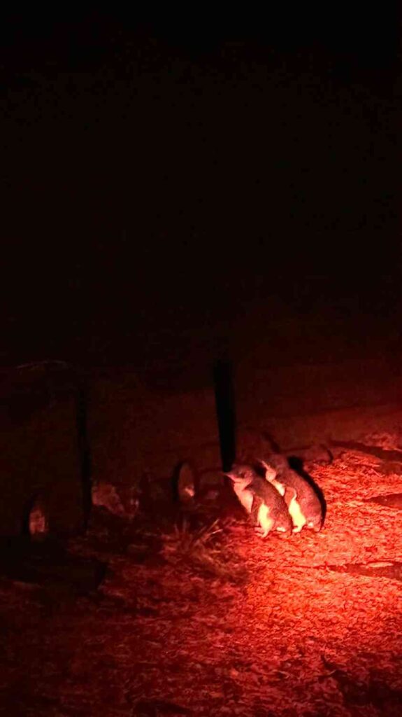 タスマニアで魔法のような生物を発見しよう：野生動物アドベンチャー🐾🐾