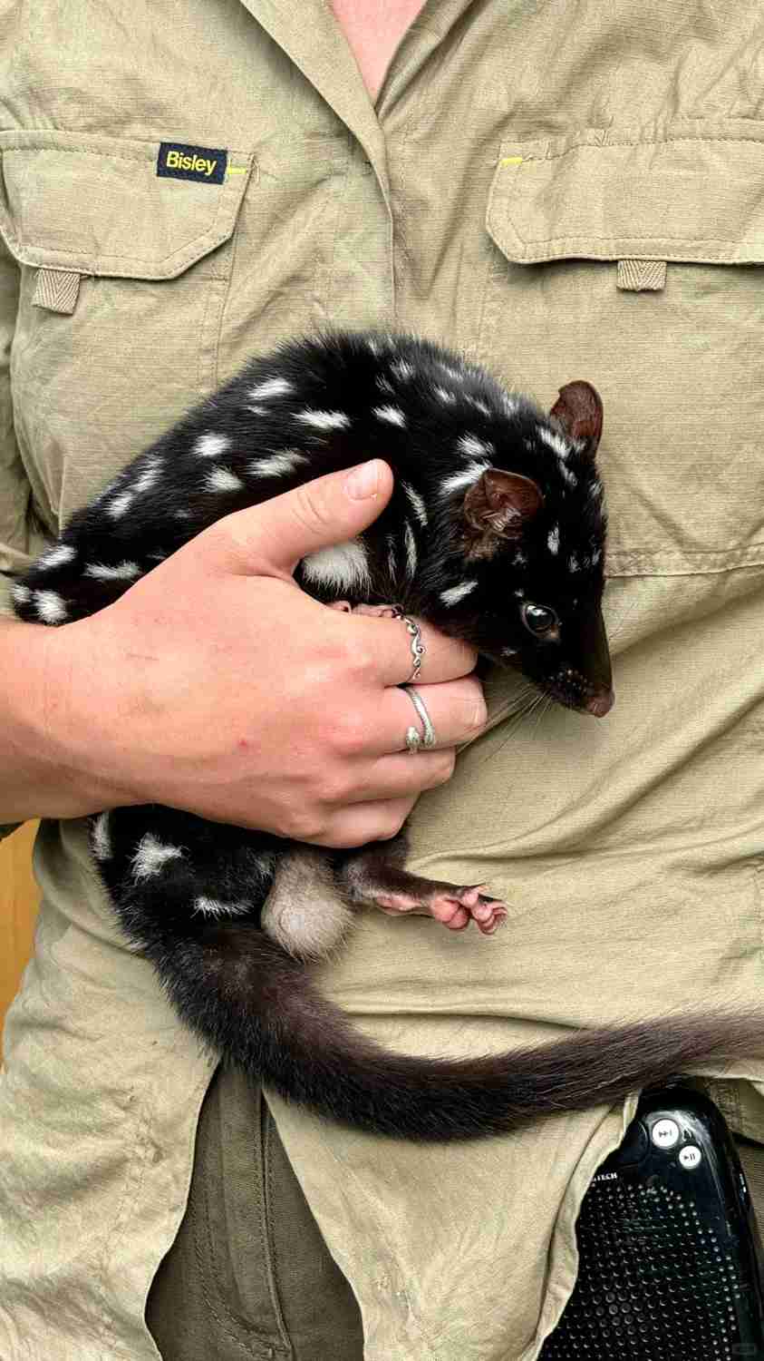 Discover Magical Creatures in Tasmania: A Wildlife Adventure🐾🐾