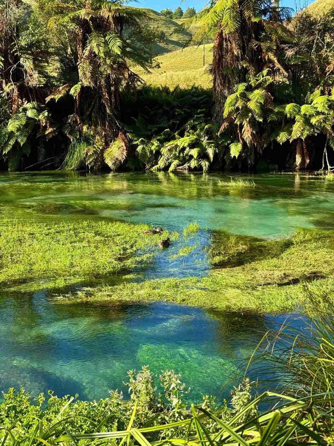 Descubra a Blue Spring da Nova Zelândia: O Obra-prima Natural de Águas Turquesa