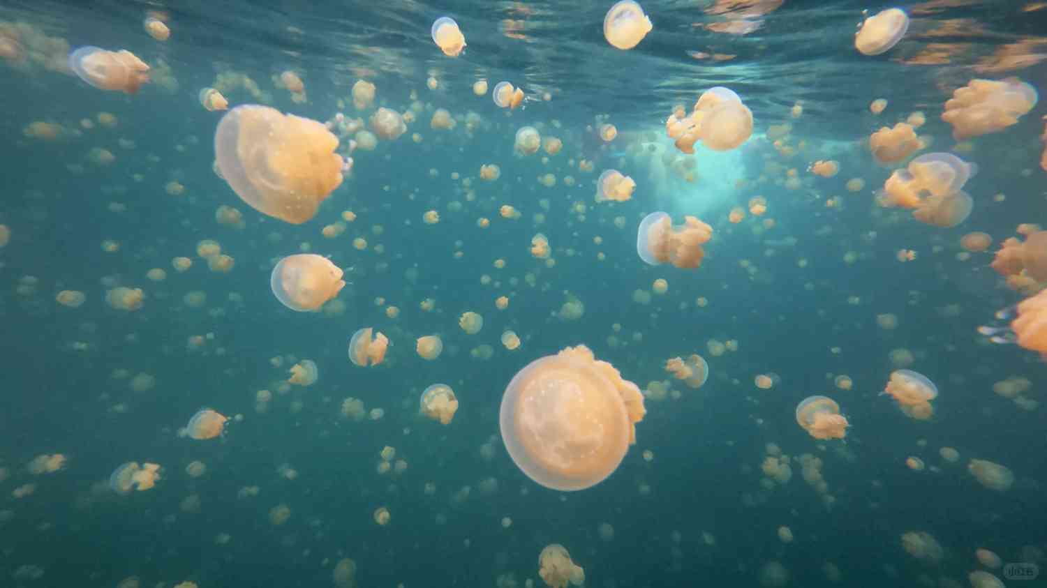 Discover Raja Ampat's Hidden Gems: Ultimate Liveaboard Diving Adventure Guide