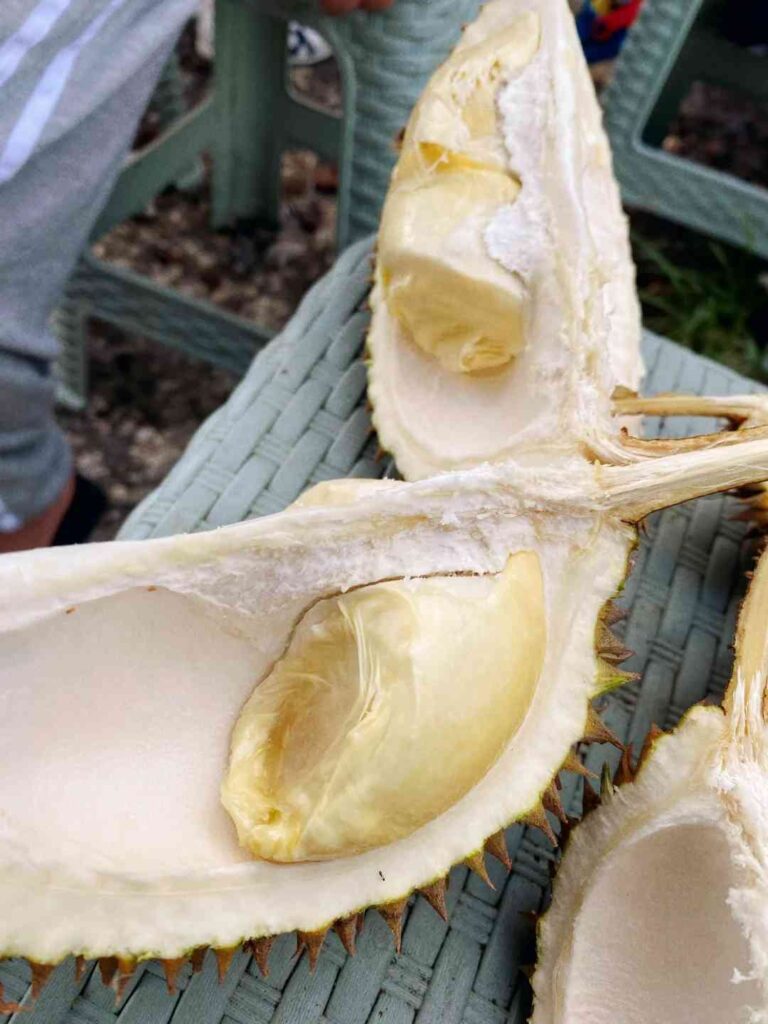 Discover Ultimate Durian Freedom: Taste the Best Varieties Here👏👏👏