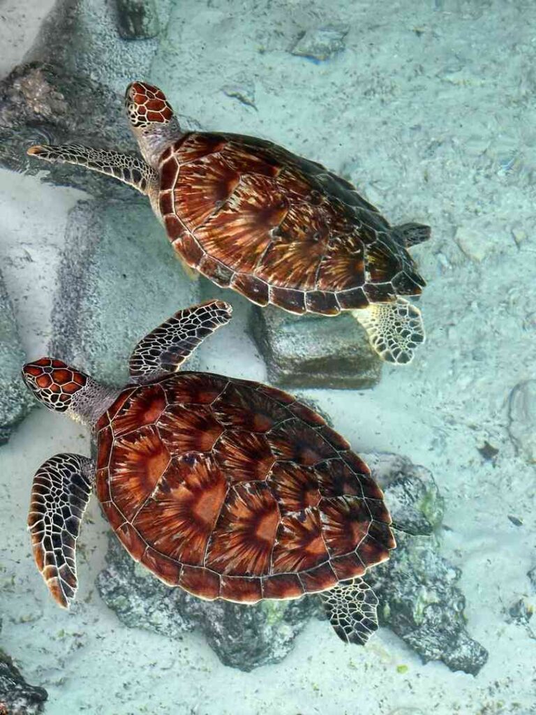 Discover Zanzibar’s Salaam Cave Aquarium: Stunning Marine Life & Island Adventure