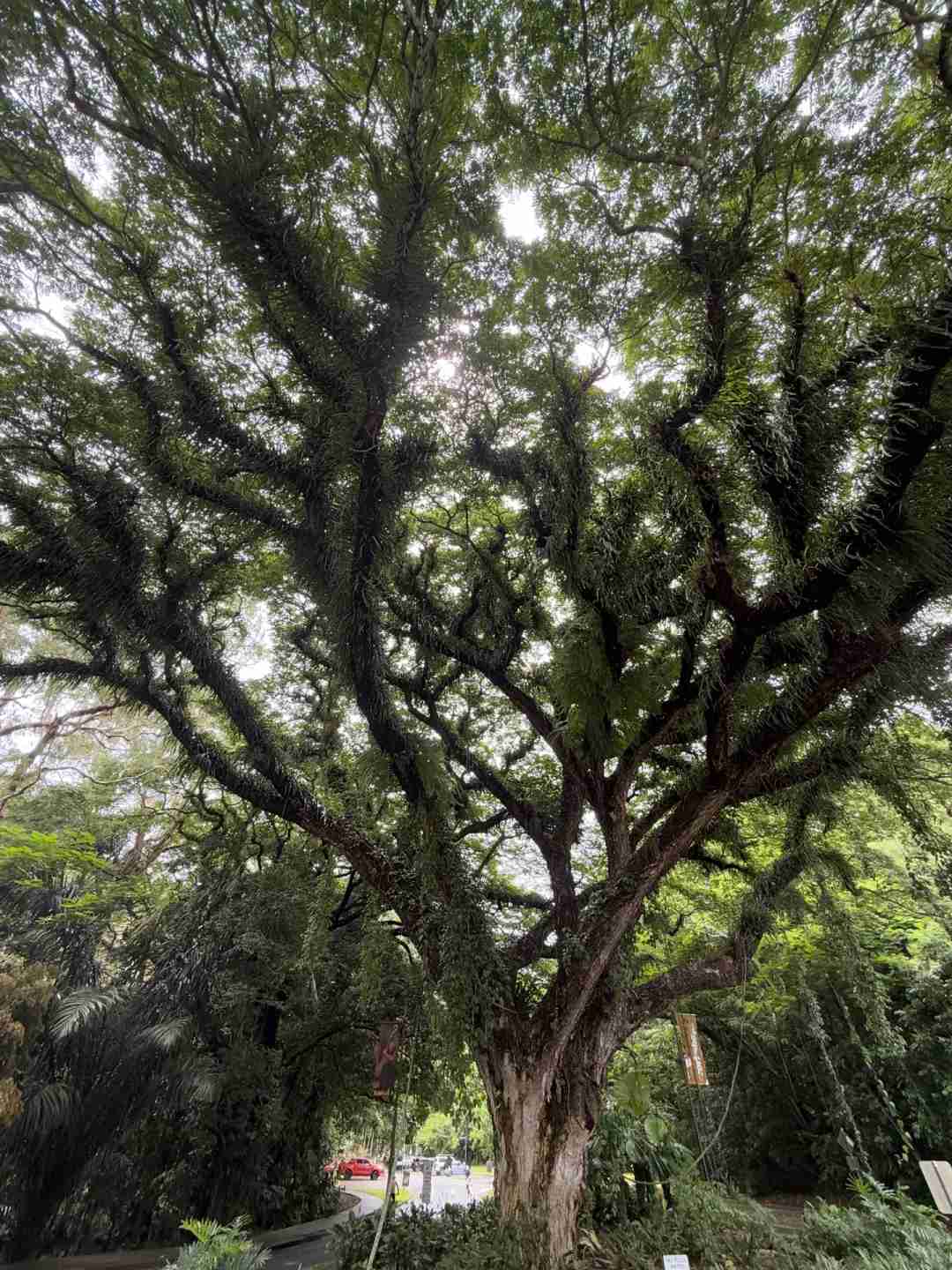 Découvrez l'aventure de randonnée en forêt tropicale à 1$ ressemblant à Avatar en Australie