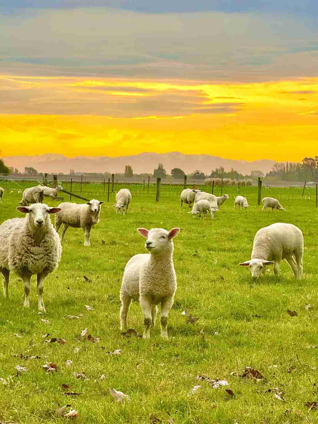 Découvrez les 16 photos époustouflantes qui ont attiré les voyageurs en Nouvelle-Zélande