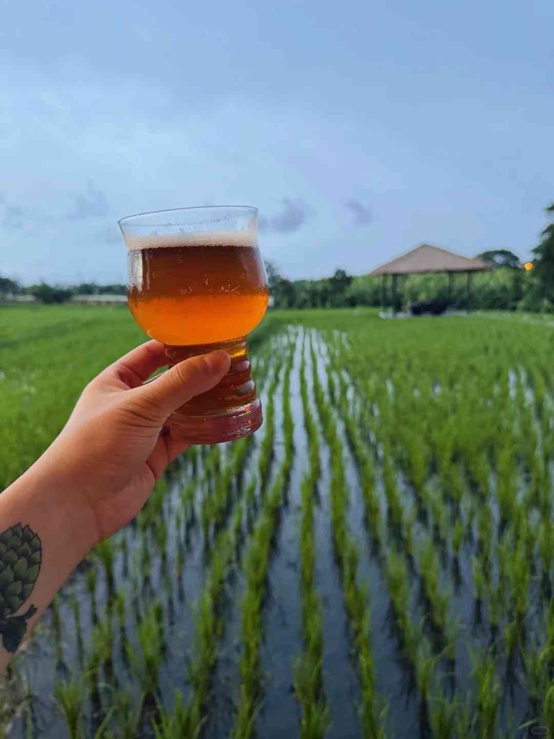 اكتشف أفضل مصنع بيرة حرفية في بالي بين حقول الأرز 🌾