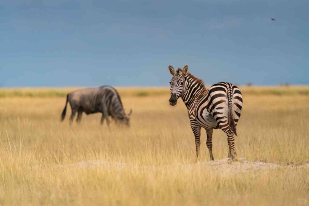 Discover the Breathtaking Beauty of Amboseli National Park: A Dreamlike Safari Experience