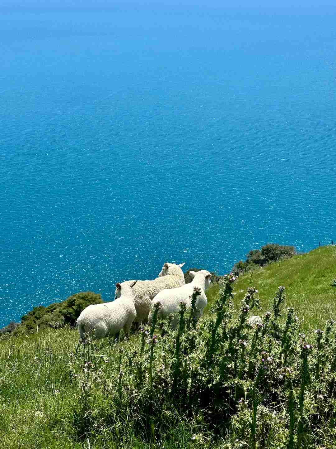 Discover the Breathtaking Bi-Colored Sea at Cable Bay, North of New Zealand's South Island
