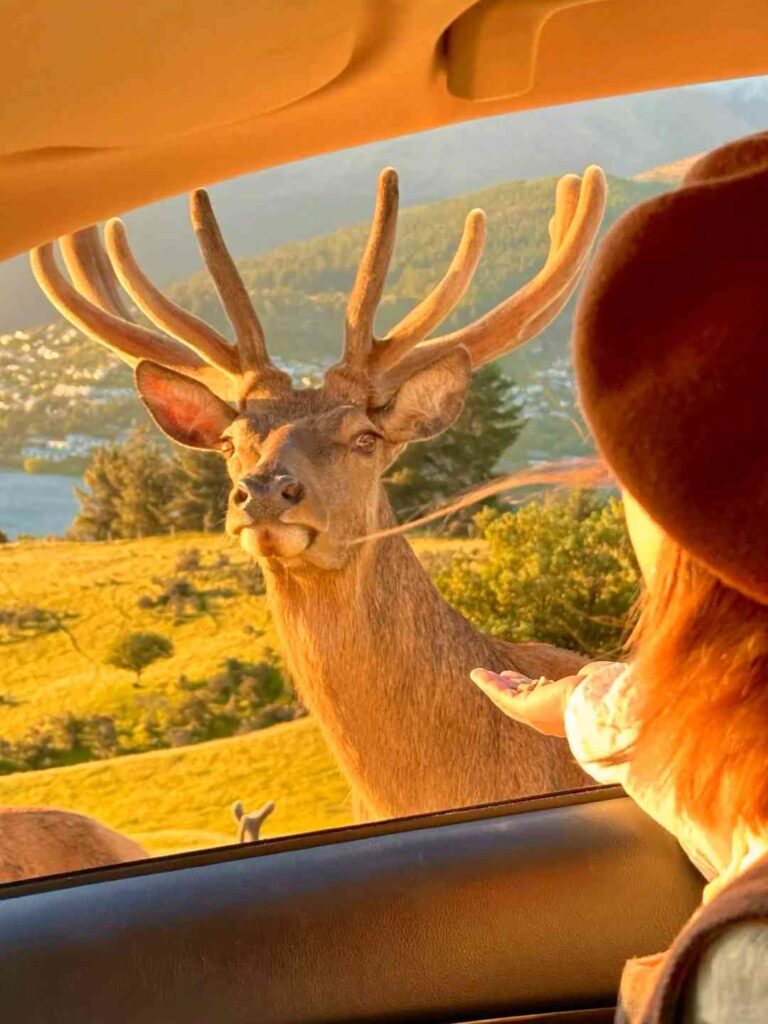 اكتشف نمط الحياة المثالية: العيش بحرية مع الطبيعة 🦌