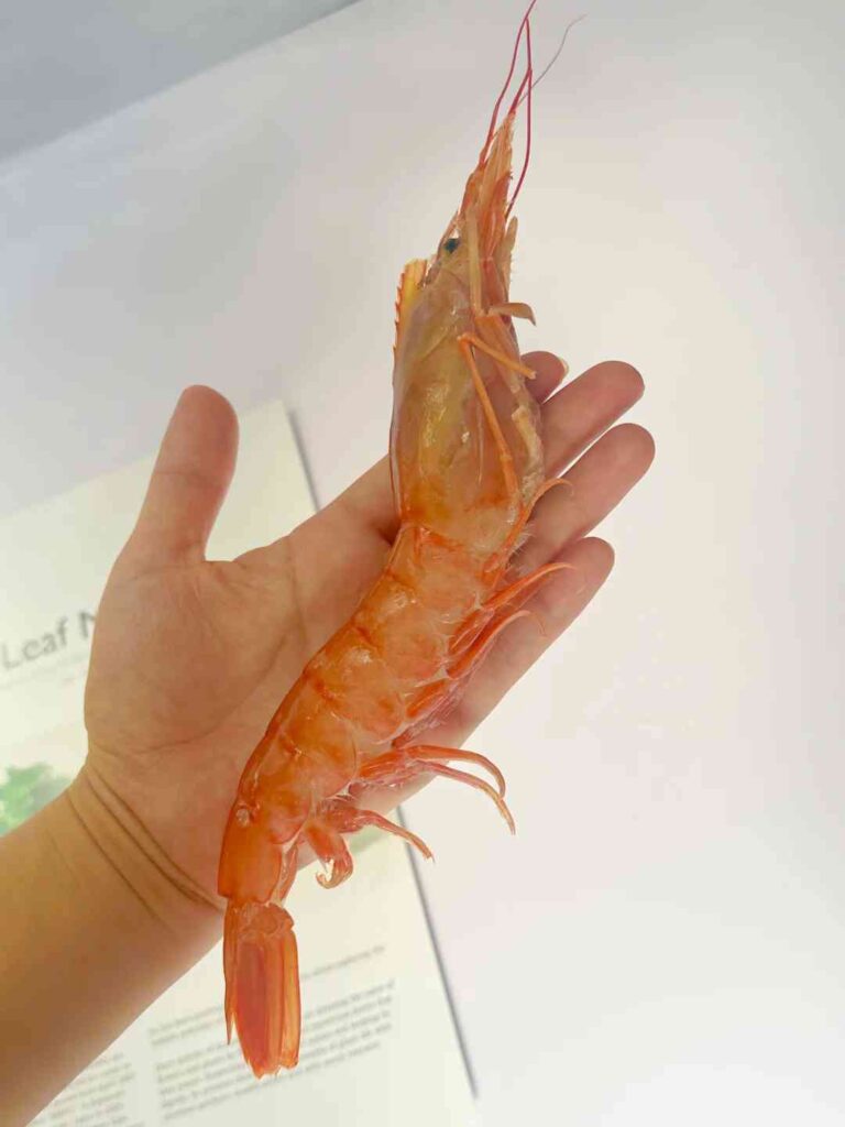 Discover the Freshest Argentine Red Shrimp: Truly Fresh and Delicious!