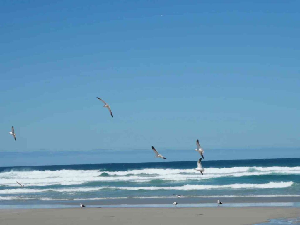Découvrez le royaume féerique caché : Dunedin Sandfly Beach, le secret le mieux gardé de la Nouvelle-Zélande.