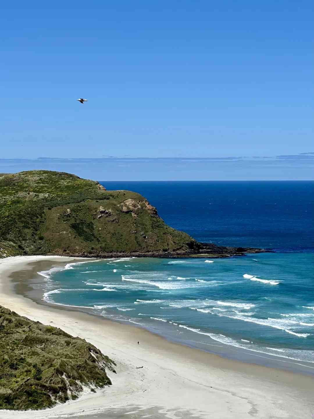 Discover the Hidden Fairyland: Dunedin Sandfly Beach, NZ's Best Kept Secret
