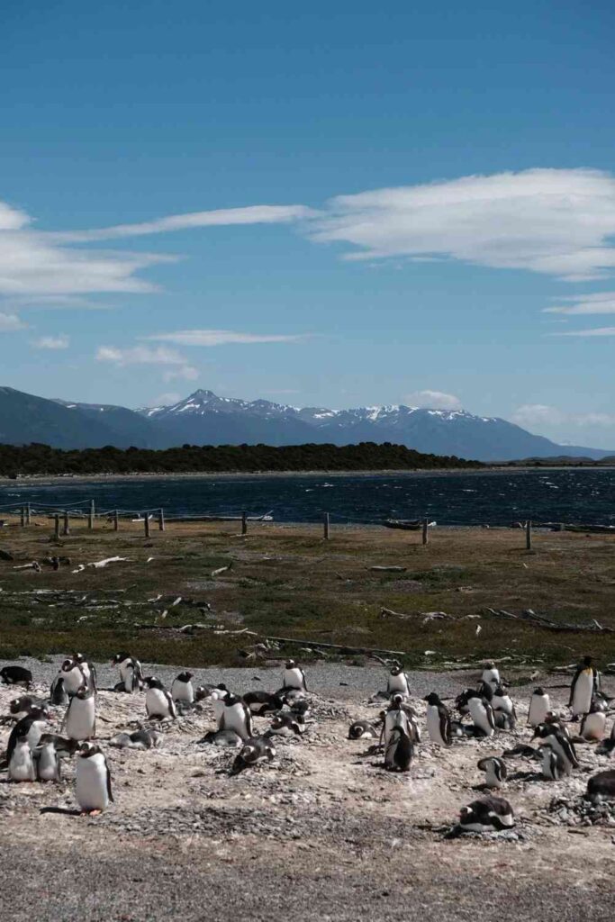 Discover the Joy of Walking with Penguins in Ushuaia: A Unique Travel Experience