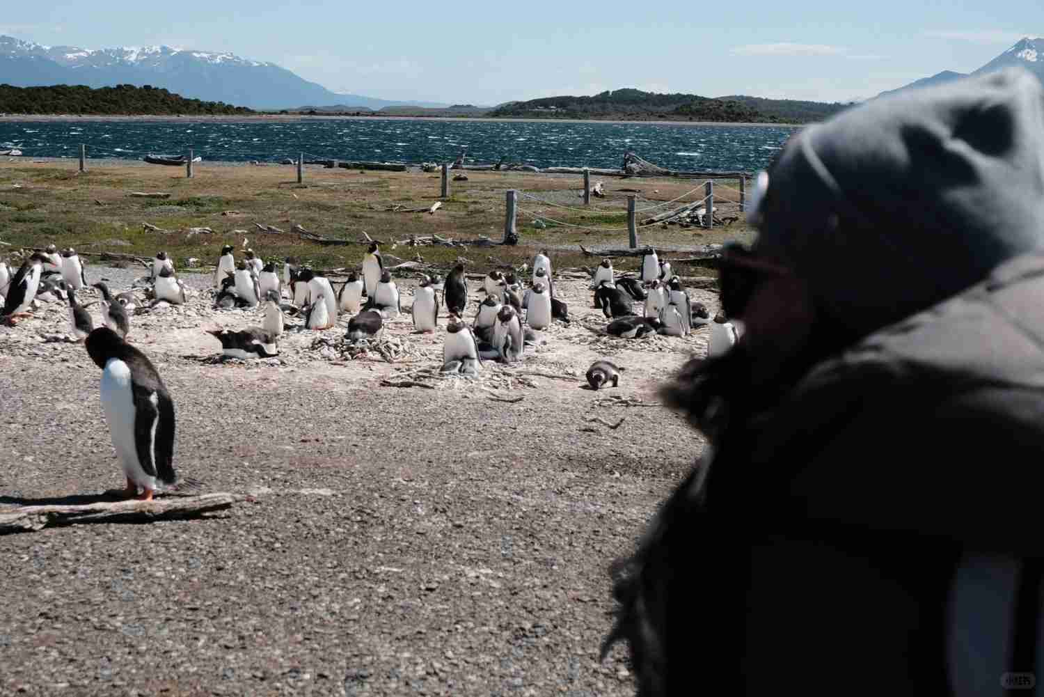Descubra a Alegria de Caminhar com Pinguins em Ushuaia: Uma Experiência de Viagem Única