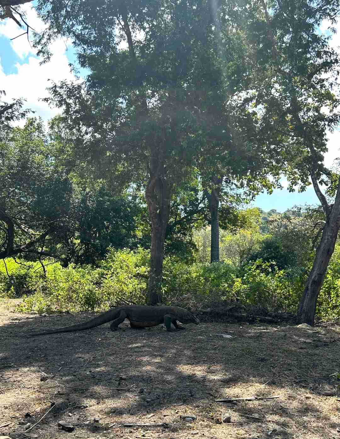 Discover the Long-Awaited Komodo Dragon: A Rare Encounter in the Wild!