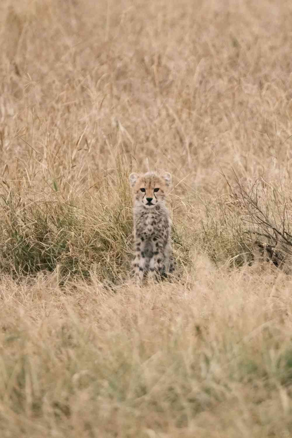 Discover the Magic of Wildlife in Amboseli National Park, Kenya 🇰🇪