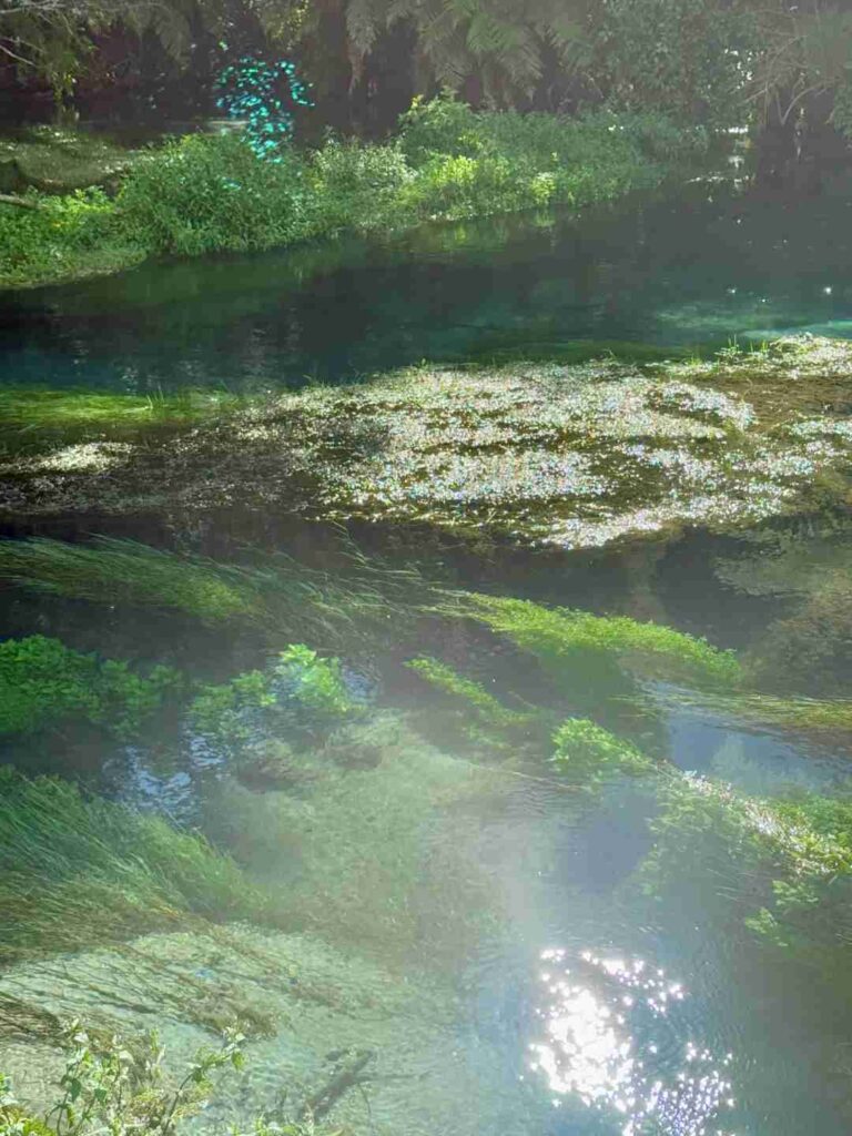 Découvrez la beauté immaculée de la Blue Spring sur l'Île du Nord de la Nouvelle-Zélande en vert.
