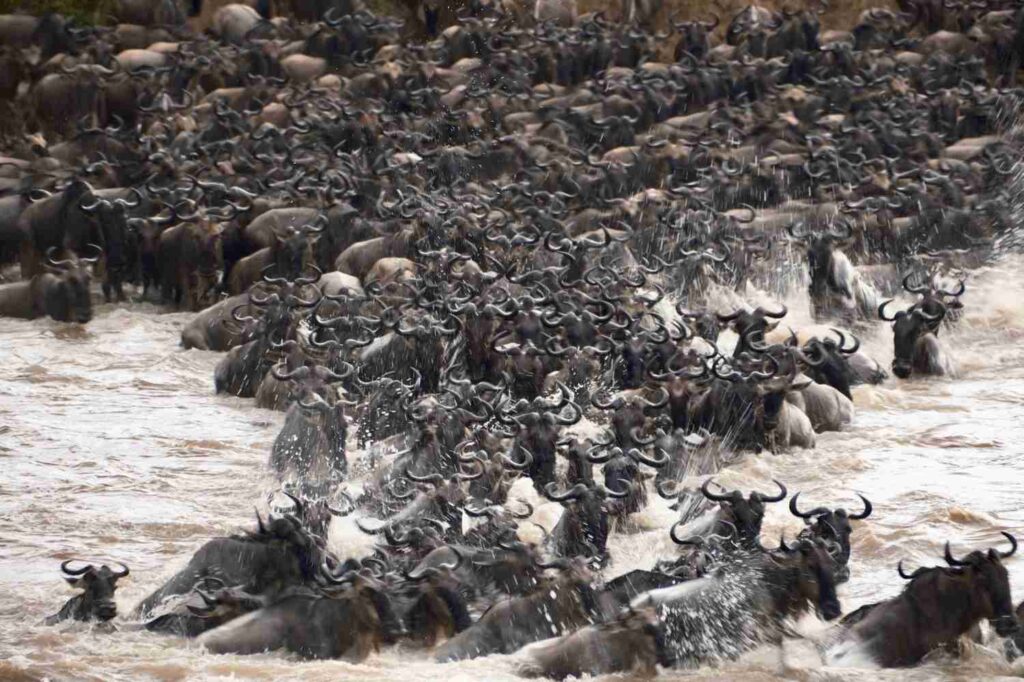 Discover the “River of Heaven”: A Serengeti Safari Adventure Guide