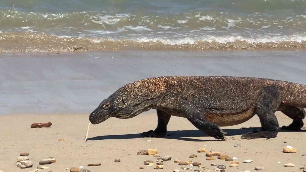 Découvrez les secrets : 10 faits fascinants sur les varans de Komodo que vous ne connaissiez pas