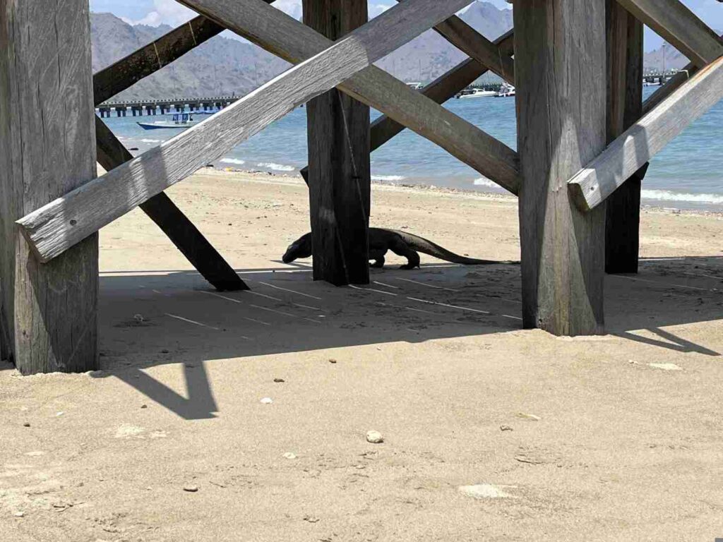 Entdecken Sie das aufregende Erlebnis: Wie fühlt es sich an, einen tödlichen Komodowaran zu berühren?
