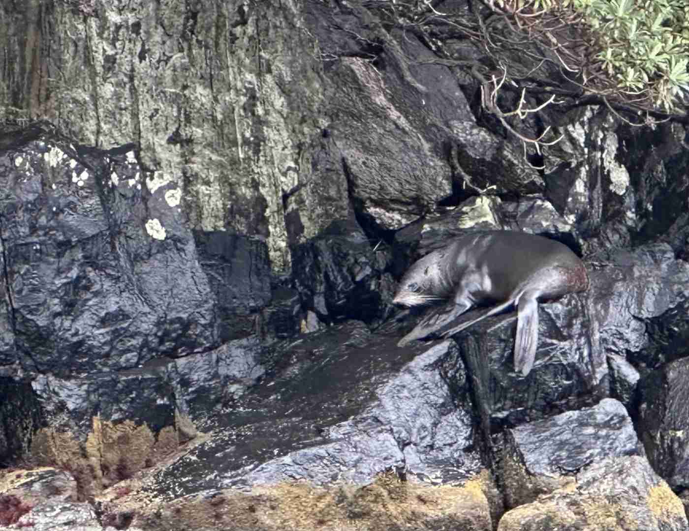 Entdecke die wahre Schönheit von Milford Sound bei einem Abenteuer an einem regnerischen Tag