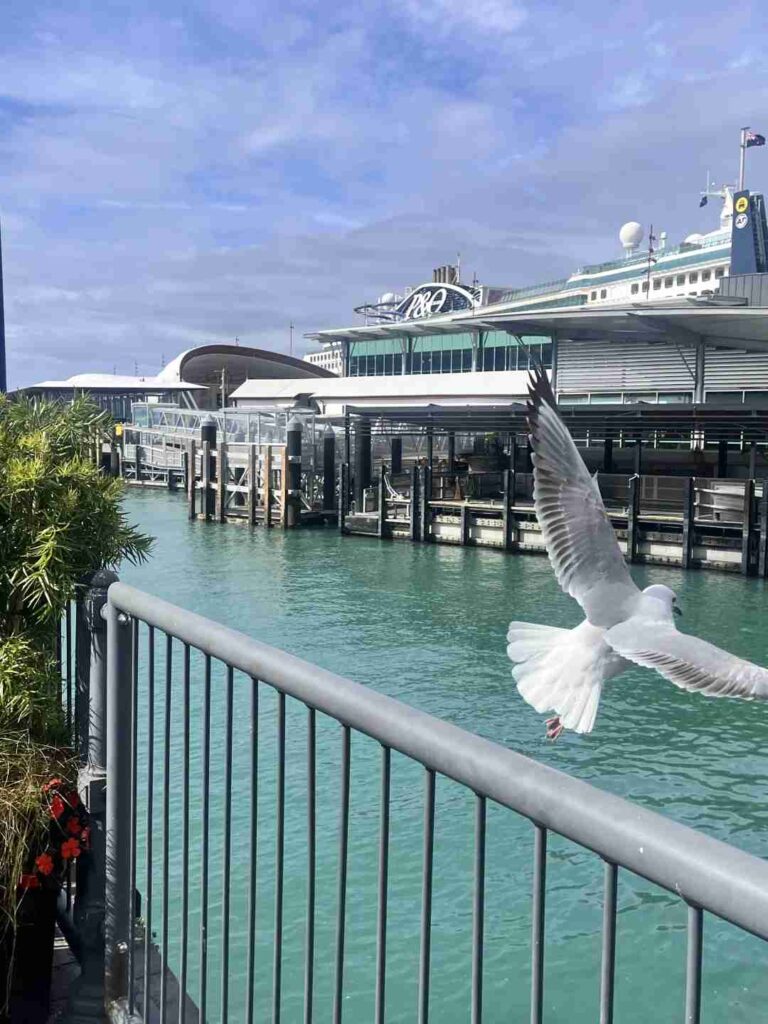 Découvrez le véritablement agréable mode de vie à Auckland, en Nouvelle-Zélande 🇳🇿