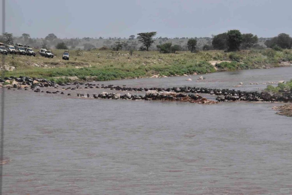 Discover the Ultimate 14th African Safari Adventure: Unmissable Experiences Await