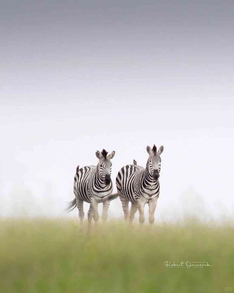 Discover the Ultimate African Safari: Top Spot for Captivating Wildlife Photography
