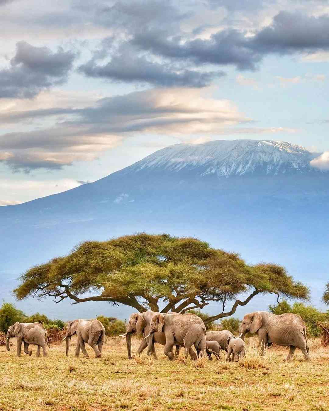 Discover the Ultimate African Safari: Top Spot for Captivating Wildlife Photography