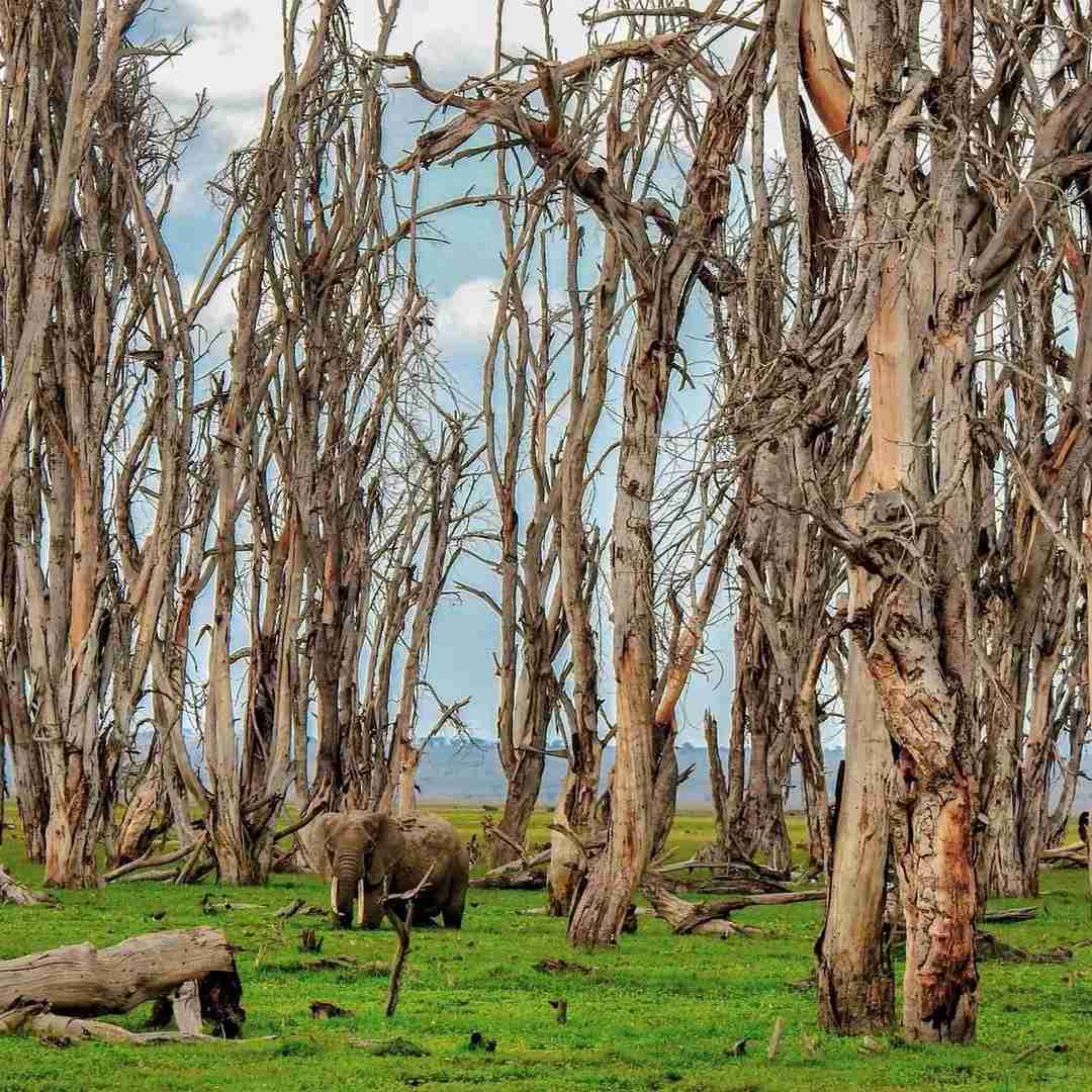 Discover the Ultimate African Safari: Top Spot for Captivating Wildlife Photography