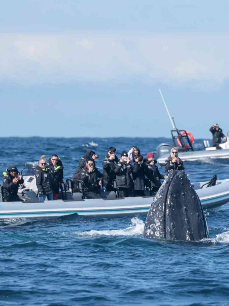 Découvrez l'expérience ultime de observation des baleines à Sydney : un guide indispensable à lire.