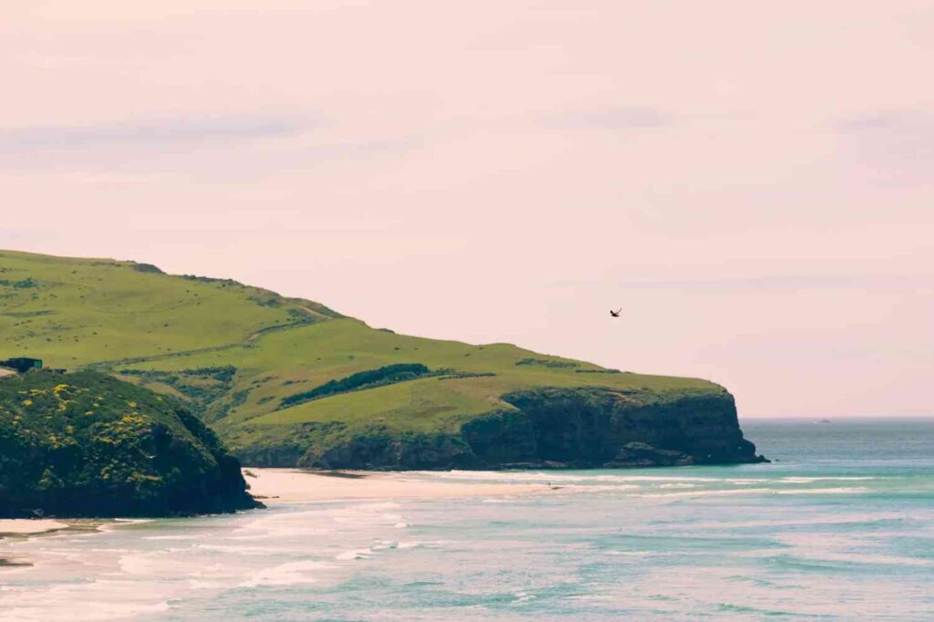 Descubra a única costa com sabor a Matcha da experiência de Dunedin 🍵