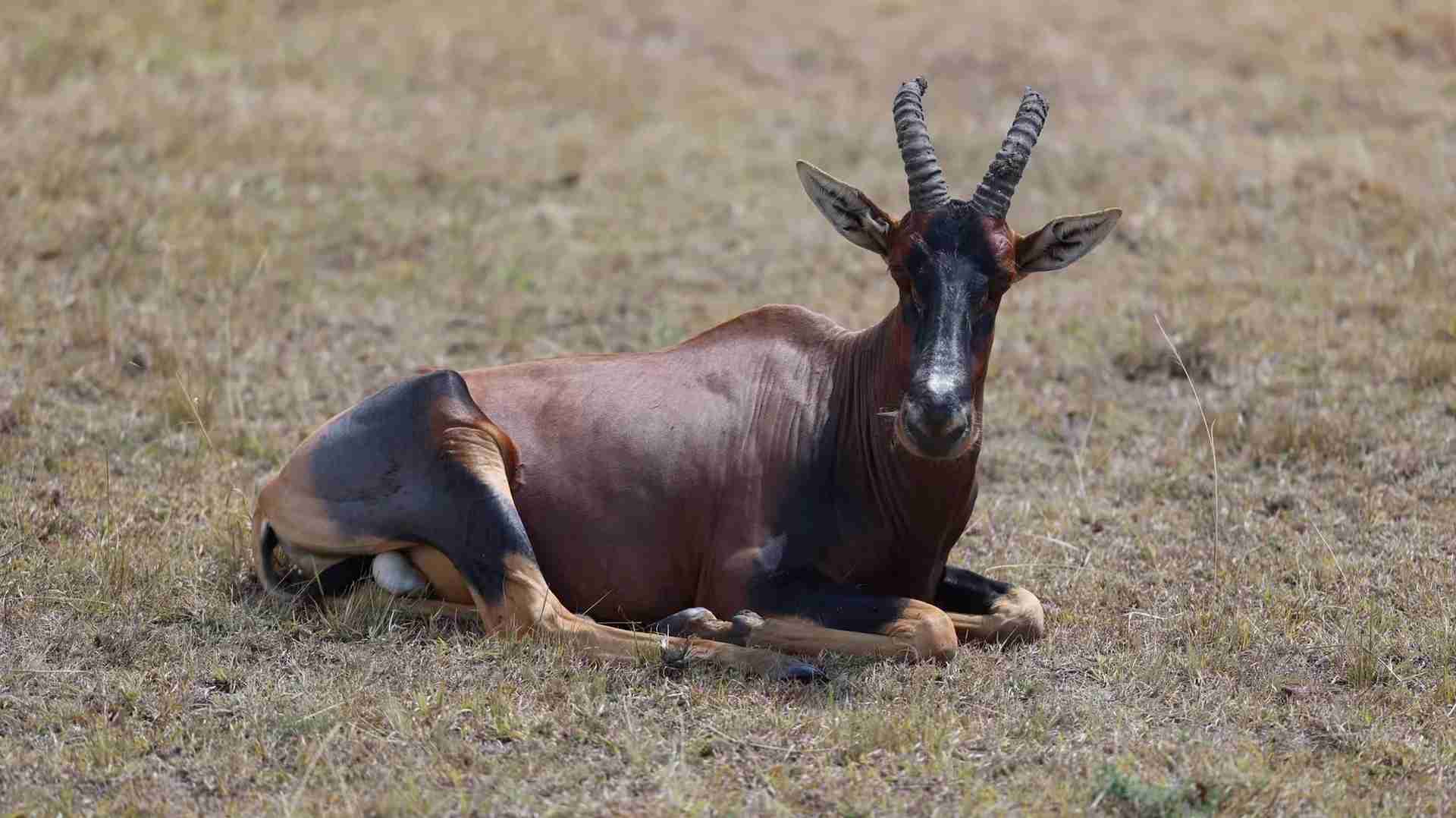 Discover the Wonders of Maasai Mara: Ultimate Safari Adventure Awaits