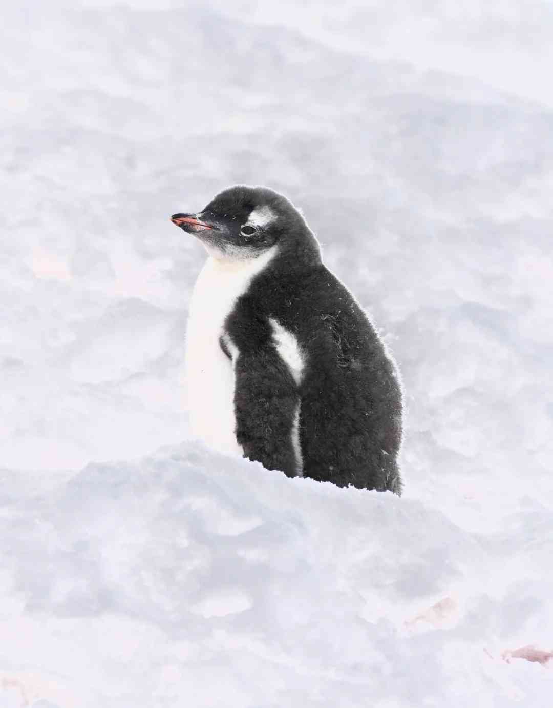 Découvrir l'Antarctique : des étapes simples pour un voyage inoubliable vers le Sud