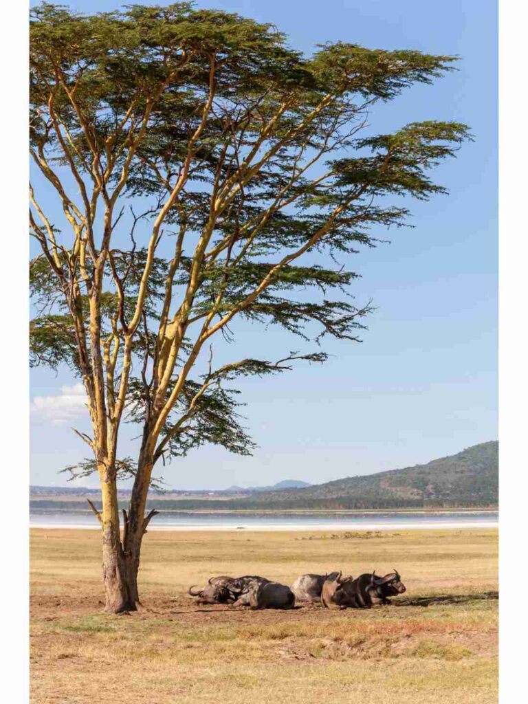 Kenia entdecken: Warum es jetzt einfacher und lohnender ist, dorthin zu reisen