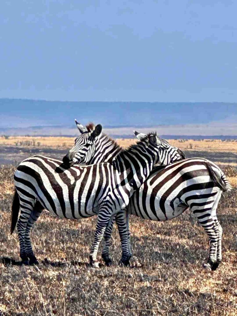 子どもの頃の夢を見つめ直す：魅力的な動物の世界が明らかにされる