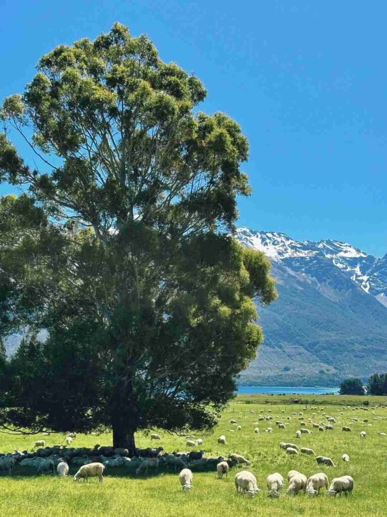 Entdeckung Neuseelands: Ein Mix aus der Kultur von Xinjiang und der Landschaft der Schweiz.